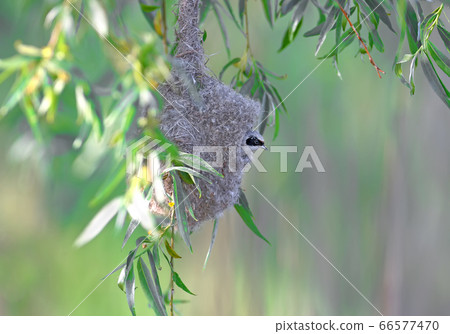 Report from the house European penduline tit 66577470
