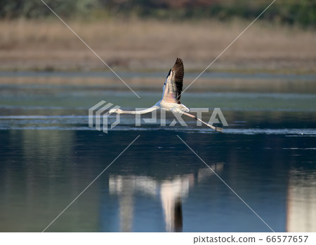 greater flamingo (Phoenicopterus roseus) 66577657