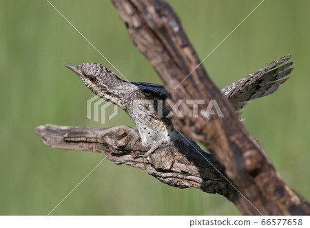 Amazing pairs of northern wryneck (Jynx torquilla) Amazing pairs of northern wryneck (Jynx torquilla) 66577658