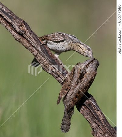 Amazing pairs of northern wryneck (Jynx torquilla) Amazing pairs of northern wryneck (Jynx torquilla) 66577660