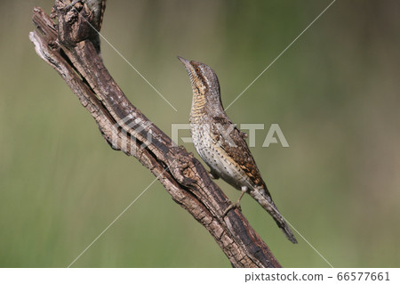 Extraordinary portraits of northern wryneck (Jynx Extraordinary portraits of northern wryneck (Jynx 66577661