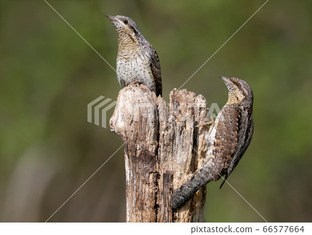Amazing pairs of northern wryneck (Jynx torquilla) Amazing pairs of northern wryneck (Jynx torquilla) 66577664