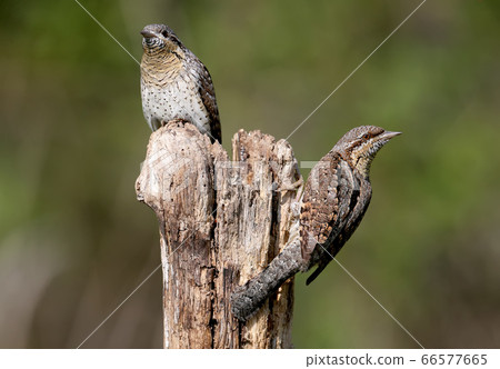 Amazing pairs of northern wryneck (Jynx torquilla) Amazing pairs of northern wryneck (Jynx torquilla) 66577665