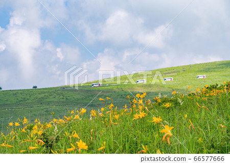(Nagano Prefecture) Nikko Kisoge Blooms, Summer Kirigamine (Nagano Prefecture) Nikko Kisoge Blooms, Summer Kirigamine 66577666