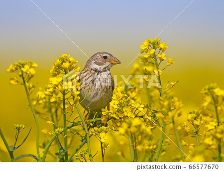 Birds on rapeseed. corn bunting (Emberiza Birds on rapeseed. corn bunting (Emberiza 66577670