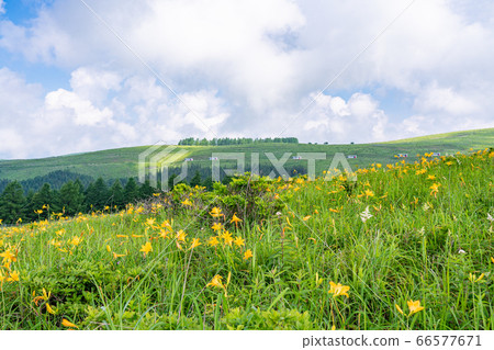 （長野縣）Nikko Kisoge Blooms，夏季Kirigamine 66577671