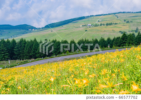 (Nagano Prefecture) Nikko Kisoge Blooms, Summer Kirigamine (Nagano Prefecture) Nikko Kisoge Blooms, Summer Kirigamine 66577702