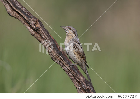 Extraordinary portraits of northern wryneck (Jynx 66577727