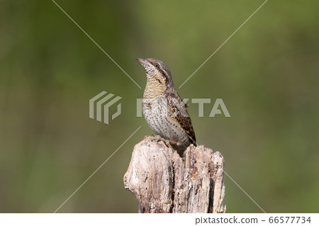 Extraordinary portraits of northern wryneck (Jynx Extraordinary portraits of northern wryneck (Jynx 66577734
