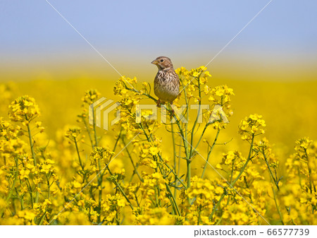 Birds on rapeseed. corn bunting (Emberiza 66577739
