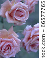 Pink Rose 66577765