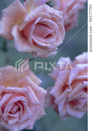 Pink Rose 66577765
