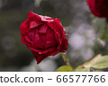 Red rose 66577766