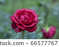 Red rose 66577767