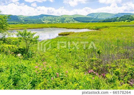 (Nagano Prefecture) Summer Yashimagahara Wetland 66578264