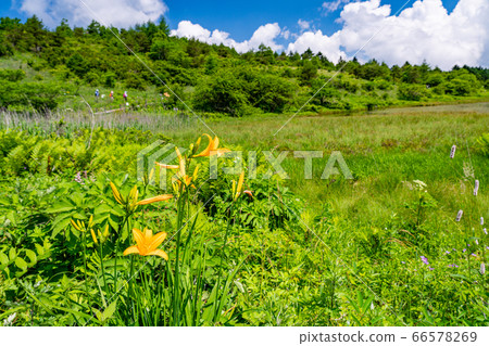 (Nagano Prefecture) Summer Yashimagahara Wetland 66578269