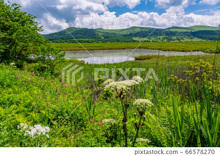 (Nagano Prefecture) Summer Yashimagahara Wetland 66578270