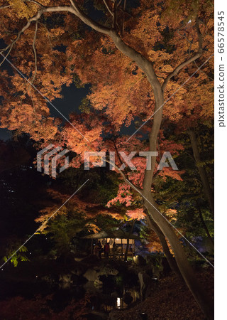 Rikugien teahouse and illuminated autumn leaves 66578545