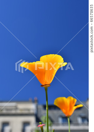 California poppies under the blue sky in Paris 66578635