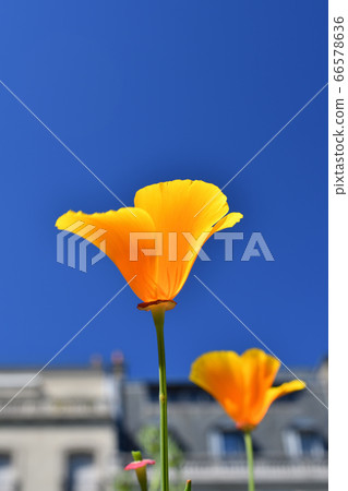 California poppies under the blue sky in Paris 66578636