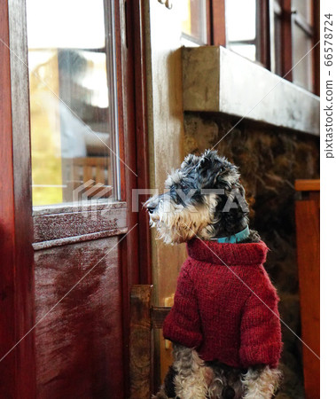 Puppy looking out the window Puppy looking out the window 66578724