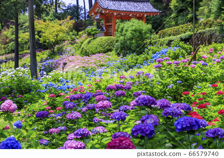Hydrangea in full bloom Mimuroto Temple Hydrangea in full bloom Mimuroto Temple 66579740
