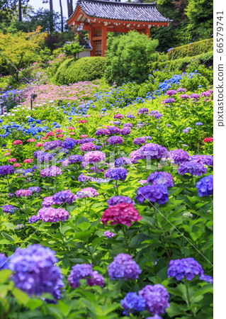 Hydrangea in full bloom Mimuroto Temple 66579741