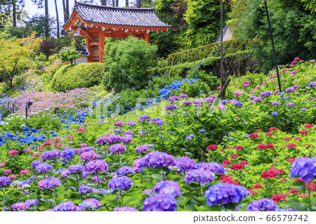Hydrangea in full bloom Mimuroto Temple 66579742