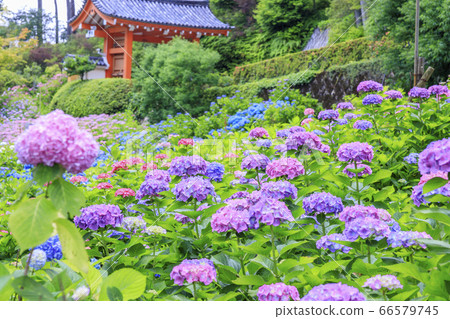 盛開的繡球Mimuroto寺 盛開的繡球Mimuroto寺 66579745