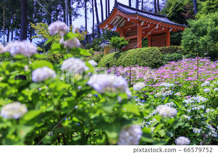 Hydrangea in full bloom Mimuroto Temple Hydrangea in full bloom Mimuroto Temple 66579752