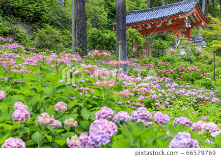 盛開的繡球Mimuroto寺 盛開的繡球Mimuroto寺 66579769