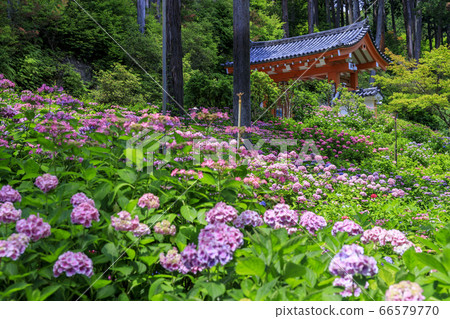 盛開的繡球Mimuroto寺 盛開的繡球Mimuroto寺 66579770