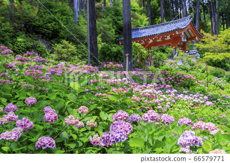 Hydrangea in full bloom Mimuroto Temple Hydrangea in full bloom Mimuroto Temple 66579771
