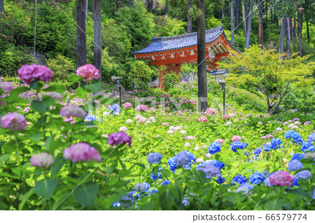 盛開的繡球Mimuroto寺 66579774