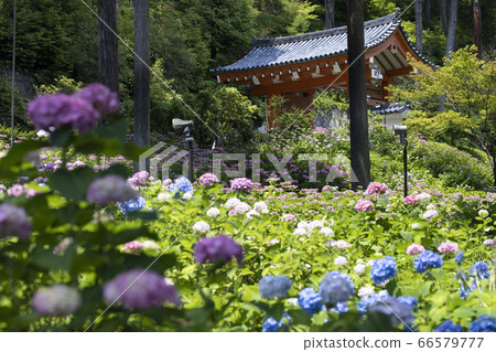 Hydrangea in full bloom Mimuroto Temple 66579777