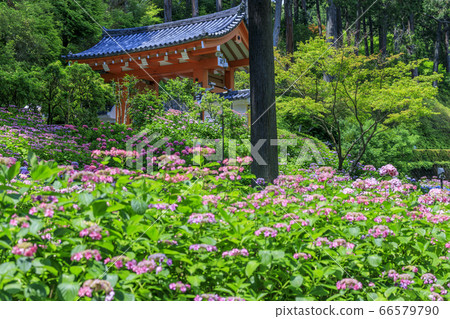 Hydrangea in full bloom Mimuroto Temple 66579790