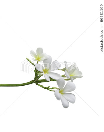 bouquet white plumeria 66581169