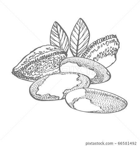Brazilian nut set of hand drawn sketches on an white background. Organic vegetarian product. Perfect for recipe, menu, label, packaging, Vintage set with nuts, leaves, branches. Brazilian nut set of hand drawn sketches on an white background. Organic vegetarian product. Perfect for recipe, menu, label, packaging, Vintage set with nuts, leaves, branches. 66581492