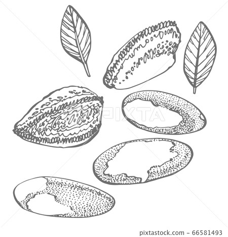 Brazilian nut set of hand drawn sketches on an white background. Organic vegetarian product. Perfect for recipe, menu, label, packaging, Vintage set with nuts, leaves, branches. Brazilian nut set of hand drawn sketches on an white background. Organic vegetarian product. Perfect for recipe, menu, label, packaging, Vintage set with nuts, leaves, branches. 66581493