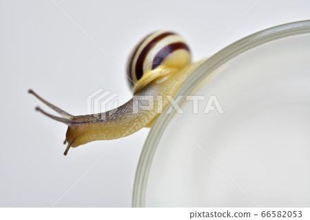 Grape snail creeping on a curve on a white Grape snail creeping on a curve on a white 66582053