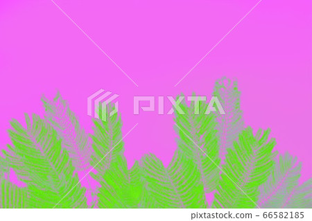 Vivid green palm leaves on pink fuchsia background. Minimal concept 66582185