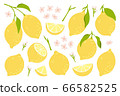 Set of whole, cut in half, sliced on pieces fresh lemons . Citrus fruit collection with lemon peel, flowers and leaves in hand drawn style. Vector illustration isolated on white background. 66582525