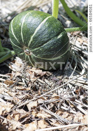 Pumpkin in a field Pumpkin in a field 66584081