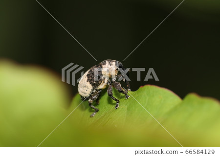 Bullfrog bean weevil Bullfrog bean weevil 66584129