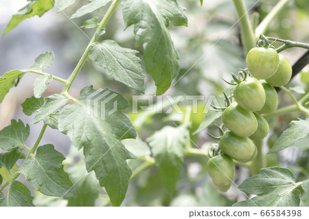 Cherry tomato tree 66584398