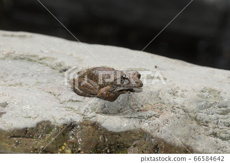 Red-headed frog 66584642