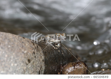 Red-headed frog Red-headed frog 66584649