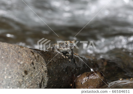 Red-headed frog Red-headed frog 66584651