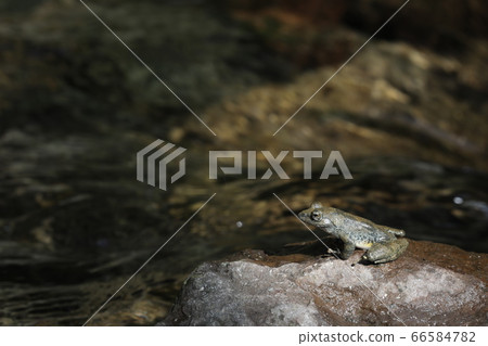 紅頭青蛙 66584782