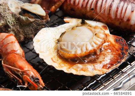 海灘喙 海灘喙 66584891